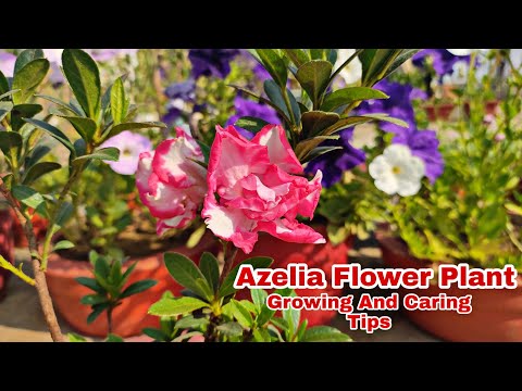 Azelia Flower Plants Growing And Caring Tips