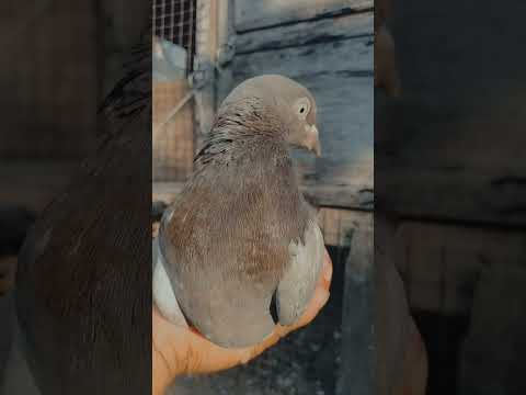 Giribaz pigeon madi#kabootar#madrasipigeoninkolkata #viralshorts#antique #viralvideo #madrasipigeon