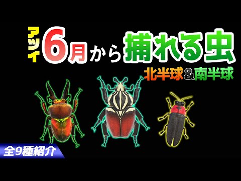 【あつ森】6月から捕れる虫を全て紹介！出現時間や場所・条件など捕まえるコツについても徹底解説！ゴライアスやニジイロ、ホタルなどレア虫がたくさん登場！【あつまれどうぶつの森　6月虫図鑑コンプリート】