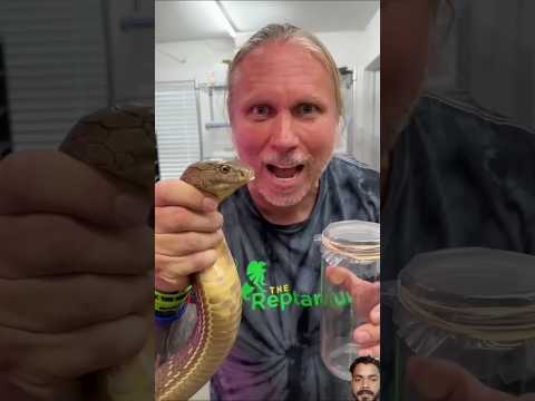 I Milked King Cobra Venom