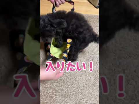 何がしたいの？ #shorts #toypoodle #トイプードル