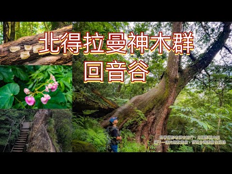 照片M V/尖石鄉北得拉曼加神木群，全程路況紀錄/跟著攝影師去旅行探訪不一樣美景盡收眼底，發現台灣無敵美景全紀錄 #台灣旅遊紀錄#旅遊景點拍攝#大自然#健行步道#古道