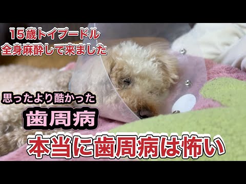 【老犬全身麻酔】数えきれない歯を抜きました１５歳犬の歯周病が思ったよりひどすぎました　　後悔しないために犬飼ってる人はみてほしい