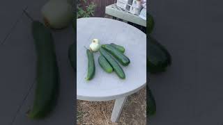 Today’s Harvest #todaysharvest