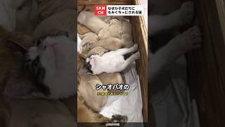 子犬たちにもみくちゃにされる猫