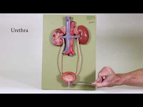 Urinary System Model