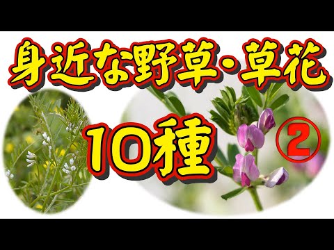 【身近な野草・草花図鑑②】身近な野草・草花を、季節に関係なく１０種類をピックアップして詳しく解説しました。特に、その草花の「名前の由来」について、どうしてそんな名前がついたのか、有力な説を載せました。