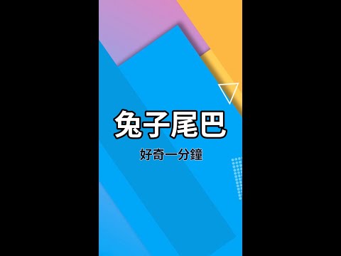 原來兔子尾巴可以這麼長!!  #冷知识 #兔子 #科普 #shorts #生物 #自然 #冷知識