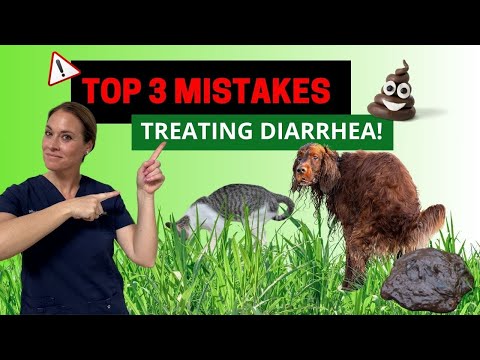 Top 3 Mistakes You May Be Making When Treating Cat & Dog Diarrhea | Holistic Vet Advice