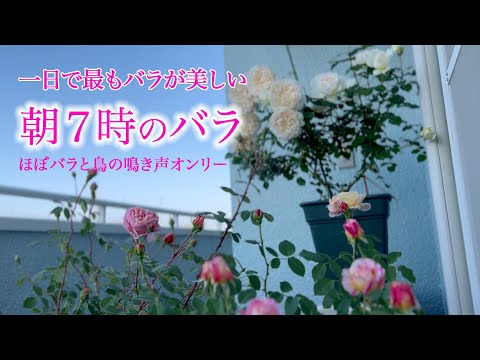 【朝バラ】一日で最もバラが美しい、朝７時の薔薇を映してみました。街が目覚める音と鳥の声つき。