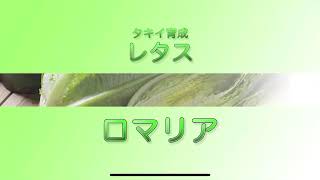 【野菜】「品種解説」ロメインレタス タキイ育成『ロマリア』