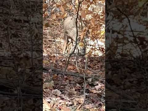 Find the buck