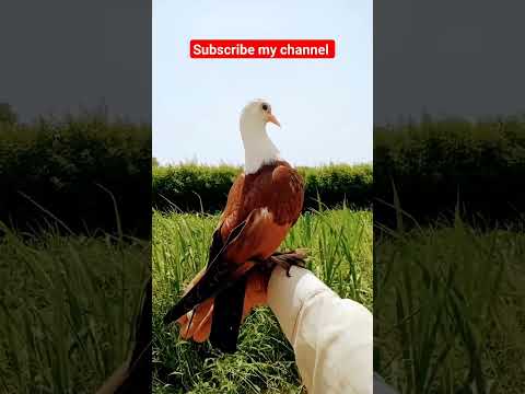 Hand time kabootar #beautiful #pigeon #kabootar #homingpigeons #funnyshorts#shorts #sadstatus