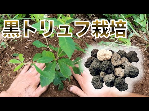 【超高級】国産黒トリュフ栽培を目指して・・・