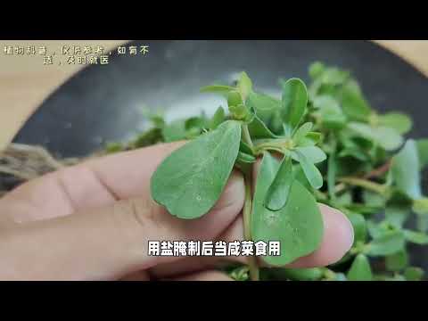 马齿苋：本草纲目记载的营养食材