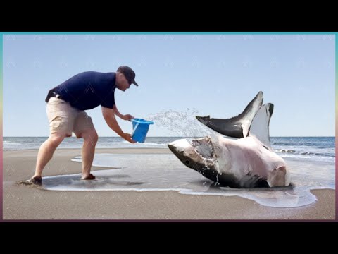 人々に助けを求めた動物!