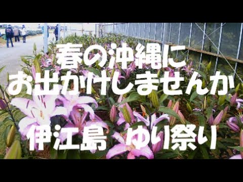 🌺春の沖縄に🏝️お出かけしませんか 伊江島 ゆり祭り＃沖縄