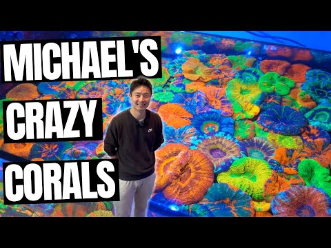 Michael and Jo's Crazy Coral Collection!