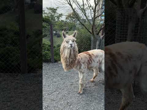 超可愛 神獸 #羊駝 #草泥馬