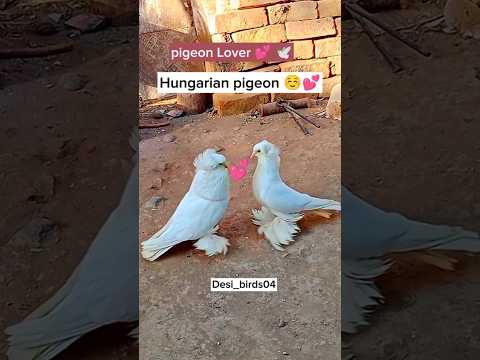 Hungarian pigeon 🥰 | kabutar ka joda lg gya ☺️ | #pigeon #kabutar #youtubeshorts #kabutarbazi #short