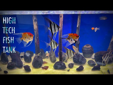 Building an Advanced 'Freshwater Reef' Aquarium for Discus, Altum Angelfish and Zebra Plecos