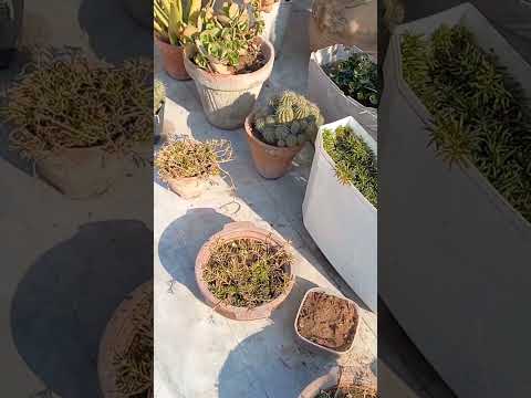 Plants Haul #homegrown #ytshorts #cactus #youtubeshorts