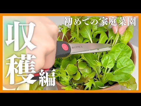 【100均】カビを乗り越え、ついに収穫します【家庭菜園】