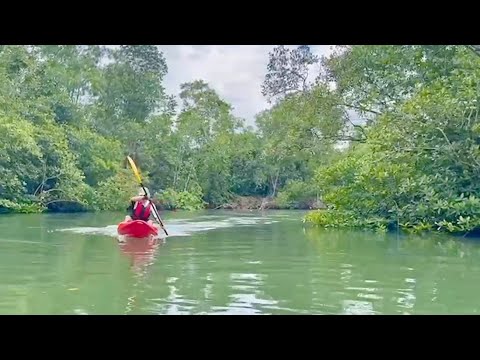 01- lifestyle -00022- Kayak @Palau Ubin Mangrove 烏敏島紅樹林獨木舟探險記 Singapore Top 20 Weekend Activities!