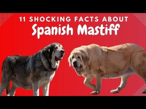 11 Shocking Facts About Spanish Mastiffs They WON'T Tell You!