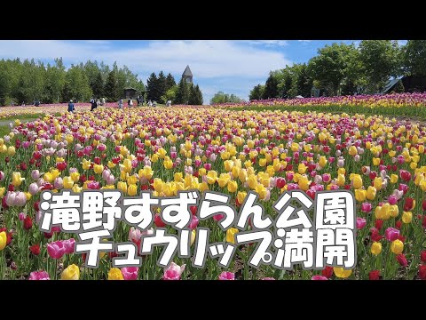 滝野すずらん公園チュウリップ満開2024/5/22