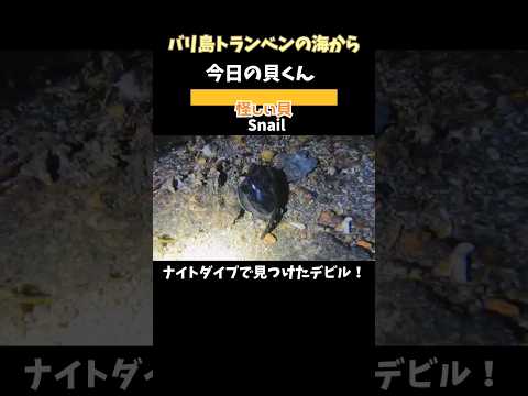 #ナイトダイブ で出会ったデビル(⁠☉⁠｡⁠☉⁠)⁠! #snail by #nightdive #shorts