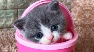 「かわいい猫」 笑わないようにしようとしてください - 最も面白い猫の映画 #340