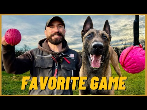 My FAVORITE GAME To Play With My MALINOIS!