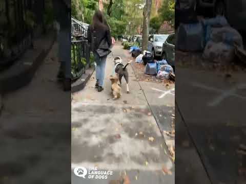 Giant Pitbull walks Yorkie off leash!