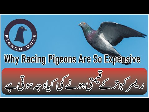 Why Racer Pigeons Are So Costly | Racer Pigeons For Sale | Pigeon Cote | Waleed Alam