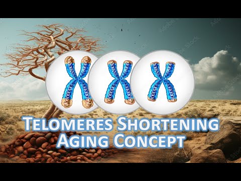 Telomeres and Telomerase Aging Concept