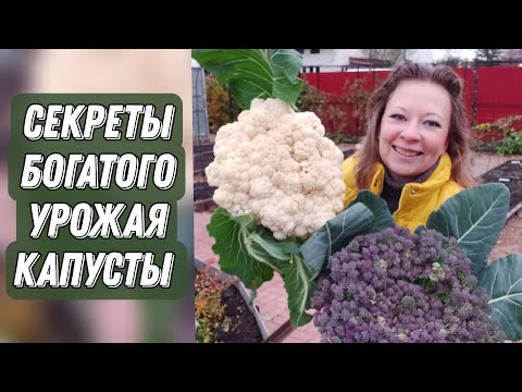 Почему Капуста Не Завязывается и Уходит в Цвет | Подкормка Капусты | Сад для души