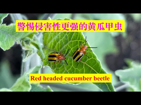 Red headed cucumber beetles。警惕侵害更强的黄瓜甲虫