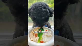 Black dog with a broken leg. #shortvideo #rescue #rescue #cute #healing #pets #animals #shorts #fyp