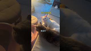 憨憨的受气包 #猫咪的迷惑行为 #萌宠 #谁能拒绝傻憨憨的小猫咪