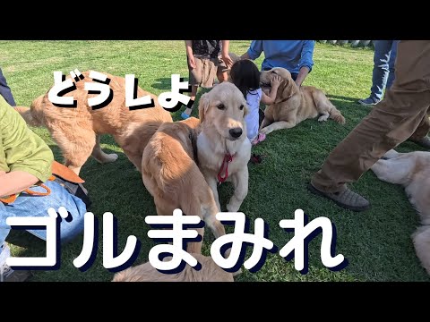 ゴルパピ会開催！9匹のゴールデン祭り！