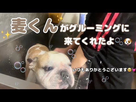 【フレンチブルドッグ】銀ちゃんのお友達！麦くんがグルーミングに来てくれました！👏