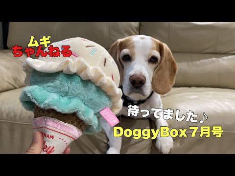 【ビーグル】Doggy Box７月号届きました♪