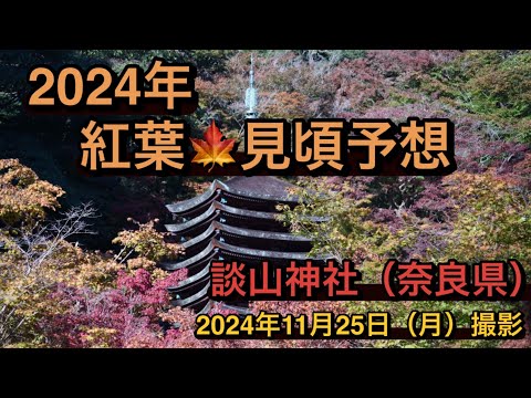 【奈良・談山神社紅葉見頃は？】2025年11月25日撮影　動画の最後に見頃予想を上げてます🍁　　#なら#桜井市 #談山神社