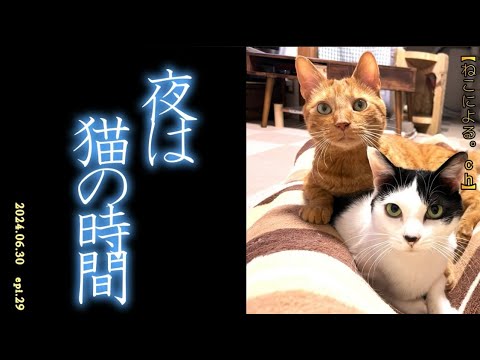 夜は猫の時間　epi.29　【ねこによる。ｃｈ】　夜のルーティーン｜元野良猫｜保護猫｜猫飼い初心者の共同生活記録