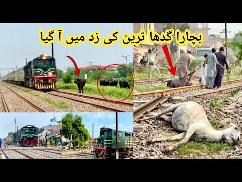 Poor Donkey Hit By Train & Five Fast Speed Trains Passing#hellotrains