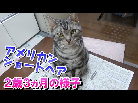 ２歳３ヵ月の様子　８月　（アメリカンショートヘア）