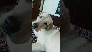 Dog reaction to head tilting sound | #dogreaction #dog