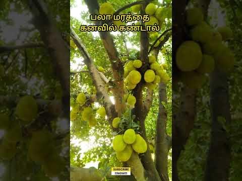 பலா மரத்தைக் கனவில் கண்டால் | jack fruit tree in dream | #dream interpretation | kanavupalan