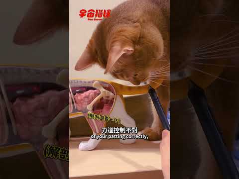 幫貓咪拍屁屁有學問！亂拍可能導致貓咪癱瘓喔 #宇宙貓咪 #cat #shorts #shortstw